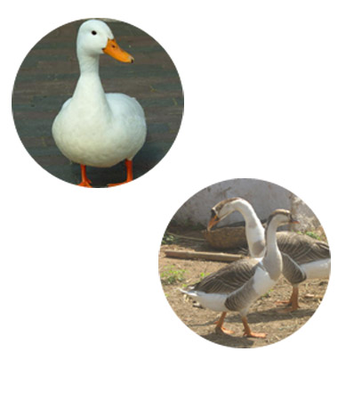 duck_content page